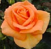 Realistic Orange Rose